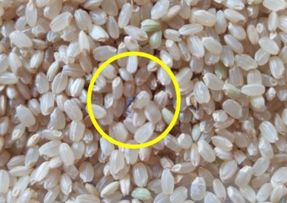 쌀벌레 꿈 해몽