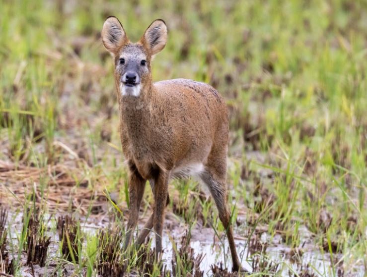 고라니 꿈 해몽
