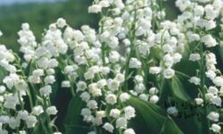 은방울 꽃 꿈 해몽