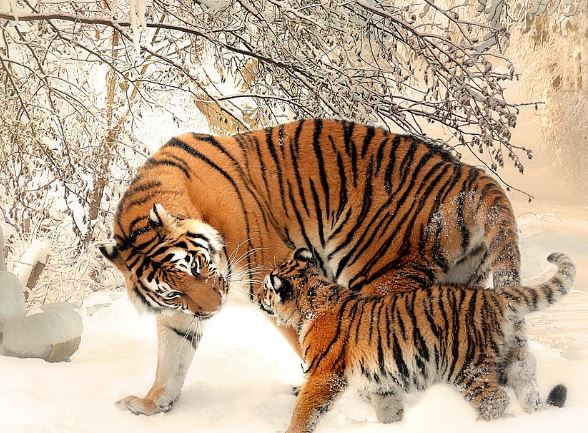 맹수한테 물리는 꿈