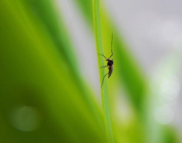 모기 잡는 꿈 해몽