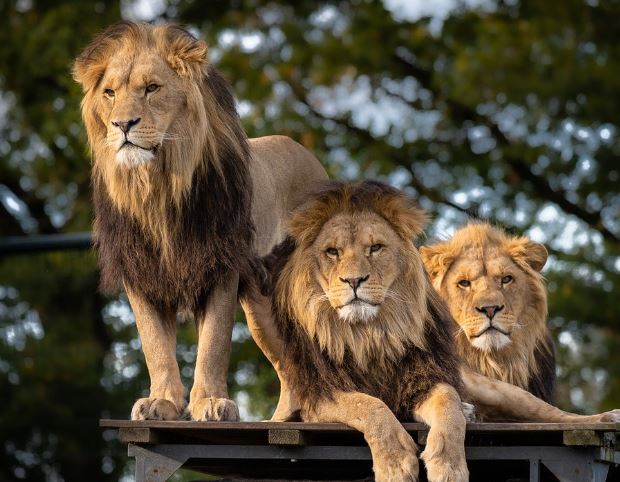 동물원 꿈 해몽