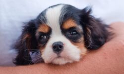 아기 강아지 꿈