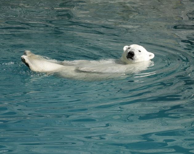흰 곰 꿈