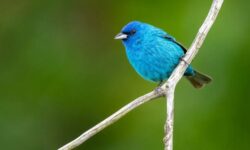 새가 나오는 꿈