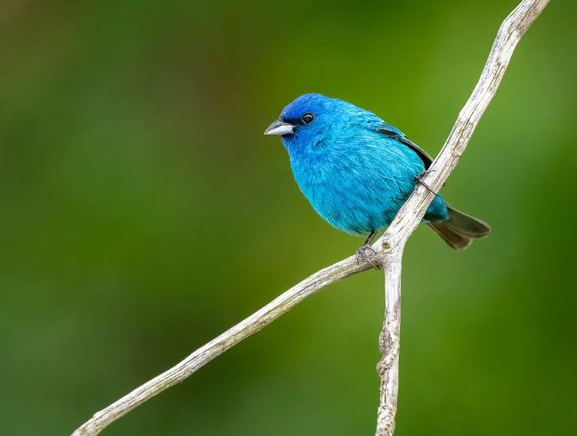 새가 나오는 꿈