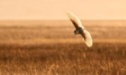 새한테 물리는 꿈