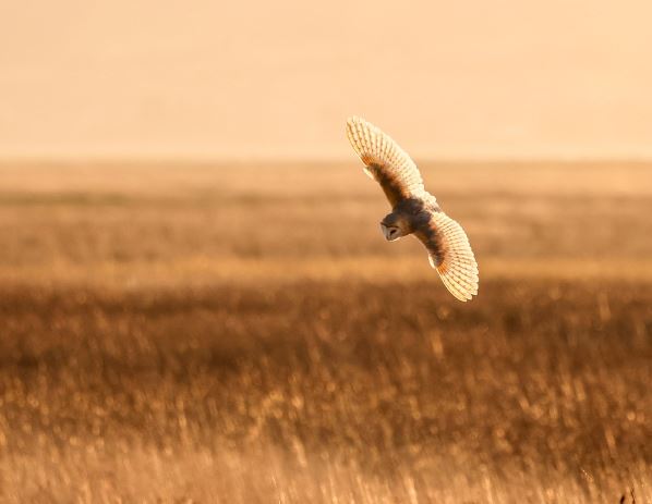 새한테 물리는 꿈