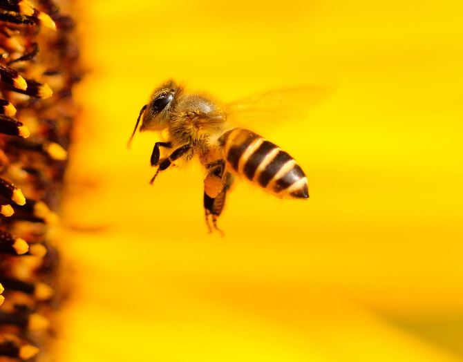 꿀벌 꿈