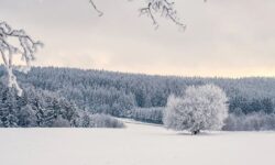 눈 위를 걷는 꿈