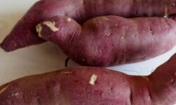 고구마 먹는 꿈