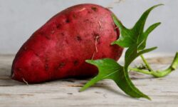 고구마 심는 꿈