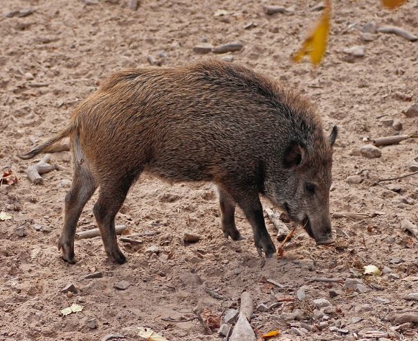 멧돼지가 쫓아오는 꿈