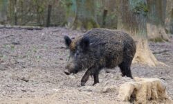 멧돼지한테 쫓기는 꿈