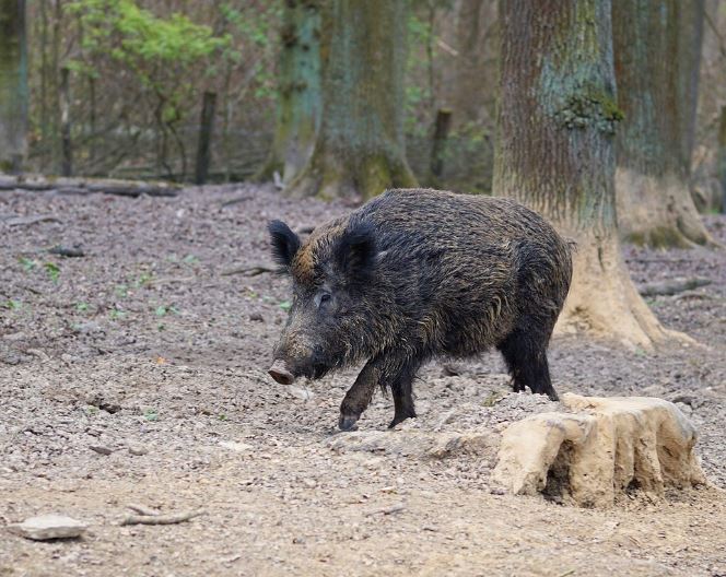 멧돼지한테 쫓기는 꿈