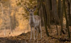 사슴 꿈의 상징적인 해석과 상황 별 해몽(태몽, 재물, 건강운) 사슴 꿈