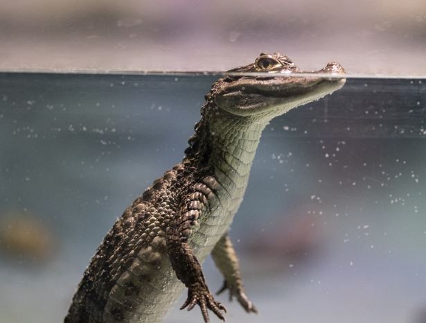 악어 죽이는 꿈