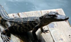 악어에게 쫓기는 꿈