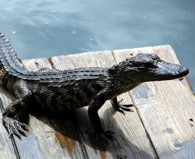 악어에게 쫓기는 꿈