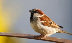 참새 죽이는 꿈