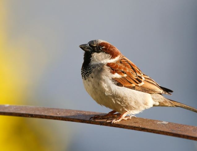 참새 죽이는 꿈