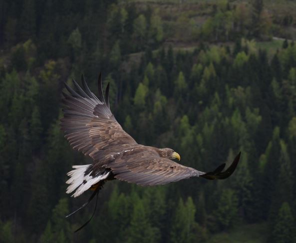 독수리 잡는 꿈