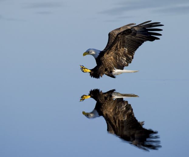 검은 독수리 꿈