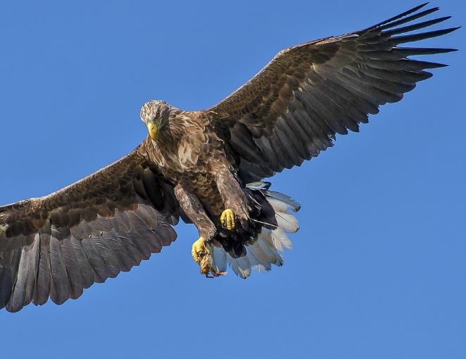독수리 나오는 꿈