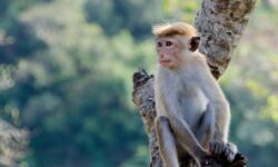 원숭이 나오는 꿈