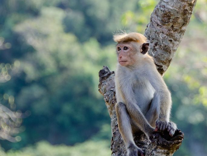 원숭이 나오는 꿈