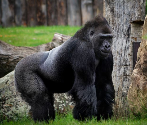 고릴라 나오는 꿈