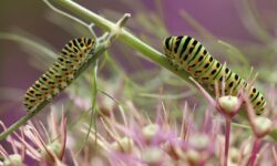 애벌레 꿈