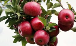 사과 꿈의 상징적인 해석과 상황 별 해몽(태몽, 재물, 건강운) 사과 꿈