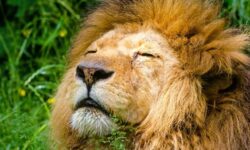 사자한테, 에게 물리는 꿈의 상징적인 해석과 상황 별 해몽(태몽, 재물, 건강운) 사자한테 물리는 꿈