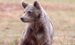 곰한테, 에게 물리는 꿈의 상징적인 해석과 상황 별 해몽(태몽, 재물, 건강운) 곰한테 물리는 꿈