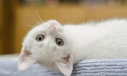 고양이한테, 에게 쫓기는 꿈의 상징적인 해석과 상황 별 해몽(태몽, 재물, 건강운) 고양이한테 쫓기는 꿈