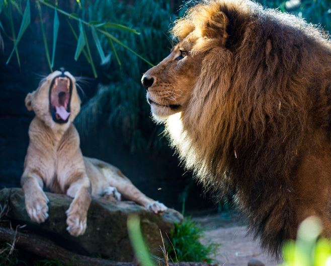 동물이 무는 꿈의 상징적인 해석과 상황 별 해몽