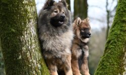 개가 손을 무는 꿈의 상징적인 해석과 상황 별 해몽