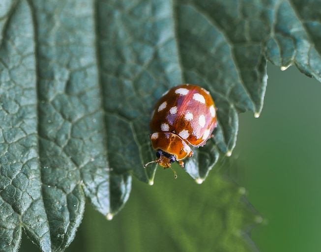 징그러운 벌레 꿈의 상징적인 해석과 상황 별 해몽