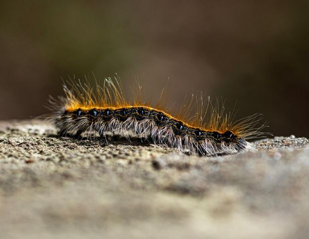 징그러운 벌레 죽이는 꿈의 상징적인 해석과 상황 별 해몽