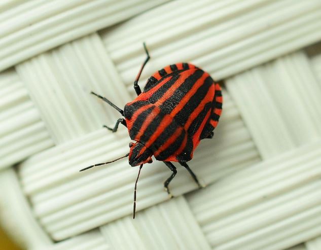 침대에서 벌레 나오는 꿈의 상징적인 해석과 상황 별 해몽