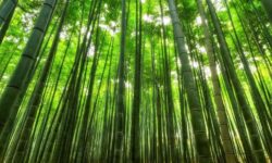 대나무 꿈의 상징적인 해석과 상황 별 해몽