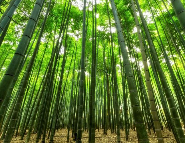 대나무 꿈의 상징적인 해석과 상황 별 해몽