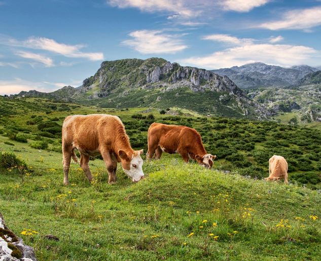 큰 소 꿈의 상징적인 해석과 상황 별 해몽