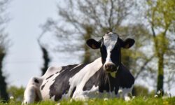 젖소 꿈의 상징적인 해석과 상황 별 해몽(태몽, 재물, 건강운) 젖소 꿈의 상징적인 해석과 상황 별 해몽