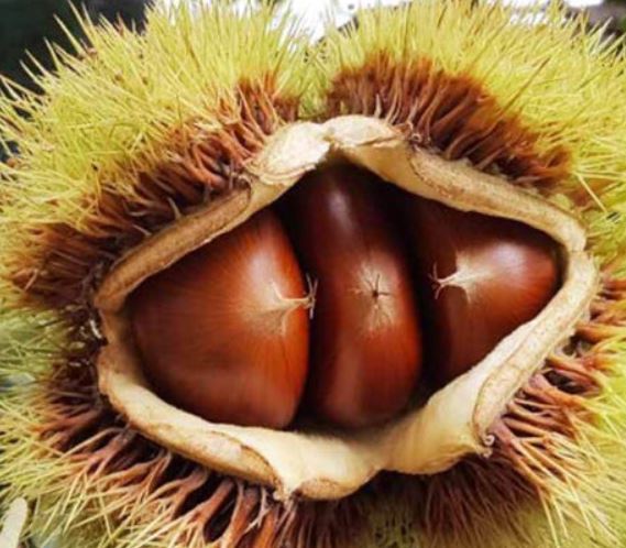 밤 먹는 꿈의 상징적인 해석과 상황 별 해몽