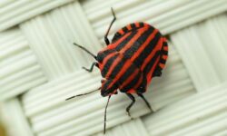 집에서 벌레 나오는 꿈의 상징적인 해석과 상황 별 해몽