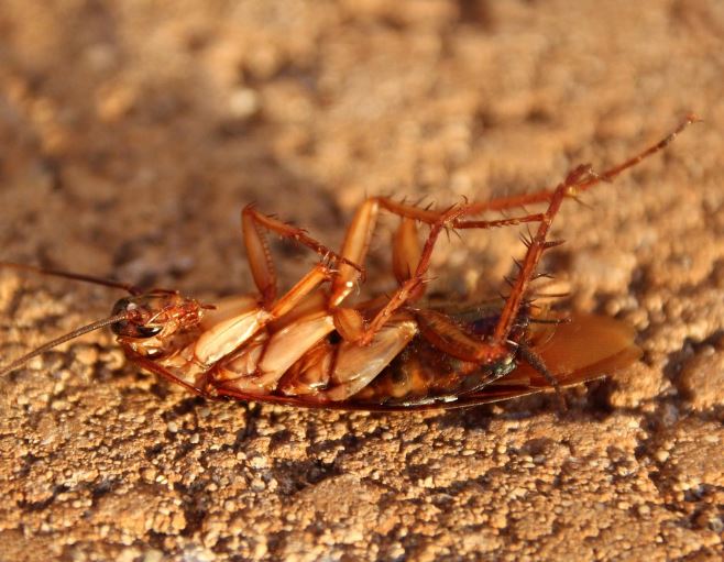 바퀴벌레 꿈의 상징적인 해석과 상황 별 해몽