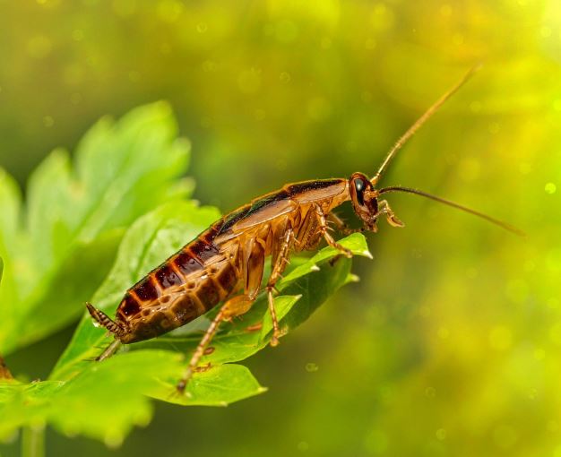 바퀴벌레 죽이는 꿈의 상징적인 해석과 상황 별 해몽