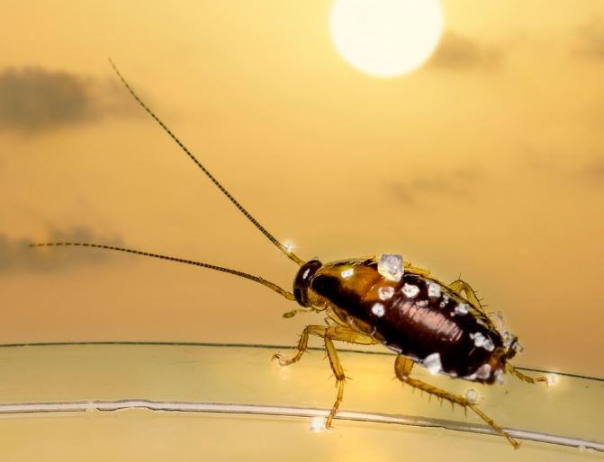 바퀴벌레 죽는 꿈의 상징적인 해석과 상황 별 해몽
